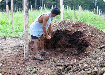 Compost pile