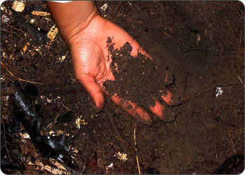 Terra Preta soil in the Peruvian Amazon