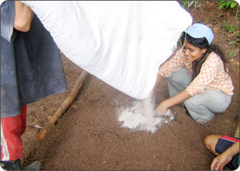 Agronomist mixing lime into the soil to lower the acidity