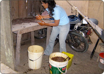 Soaking Sacha Inchi seeds to protect them from nematodes