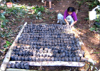 Putting the Sacha Inchi seeds into germination pots