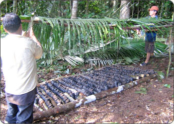 Building a cover to protect the Sacha Inchi seedlings