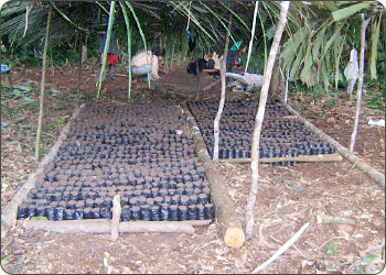 Sacha Inchi seedlings growing under the protection of a shade canopy