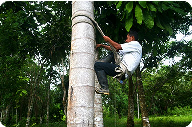 climb-wide Tree climbing