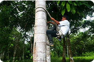 Tree climbing