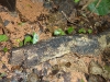  Integrated Pest Management