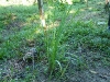  Integrated Pest Management