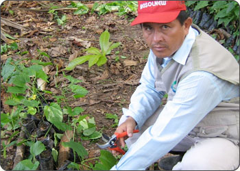 Agronomist training the Sacha Inchi seedlings