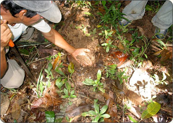 Terra Mulata soil in the Peruvian Amazon