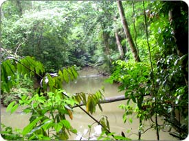 The Heart of the Amazon Jungle